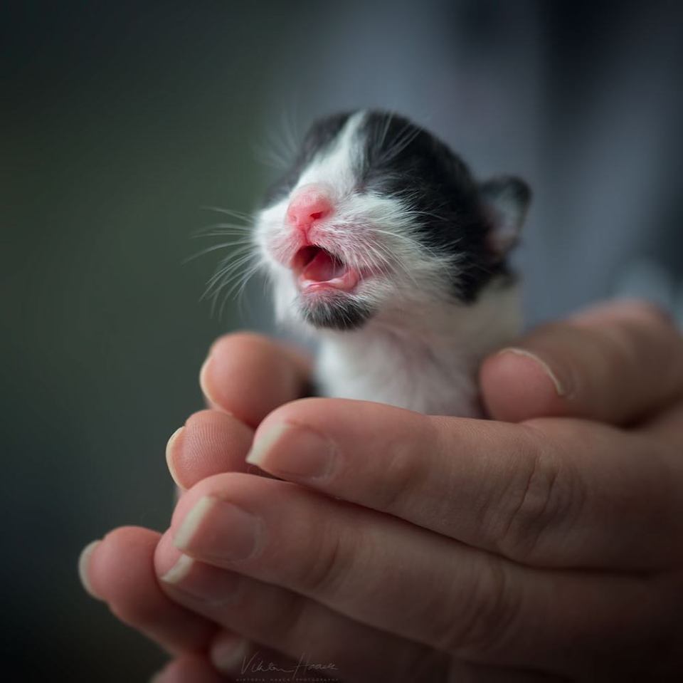  MEOW-T AND ABOUT . . . a cute kitten is ready fur action