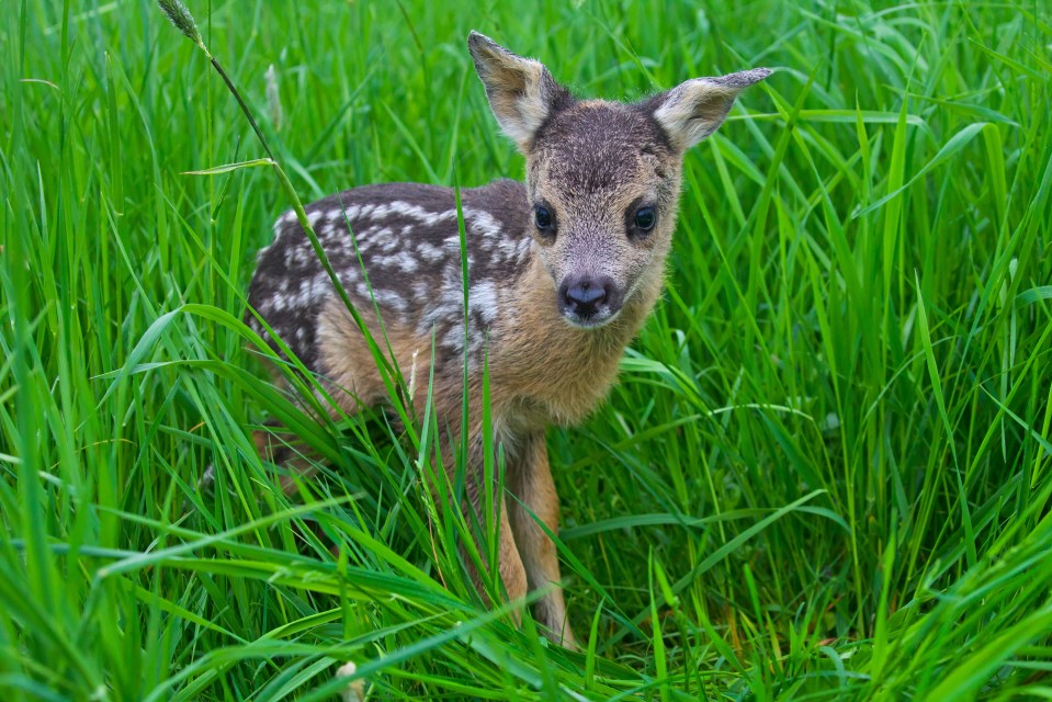  FAWN TO BE MILD . . . this young deer taking its first steps in the meadow
