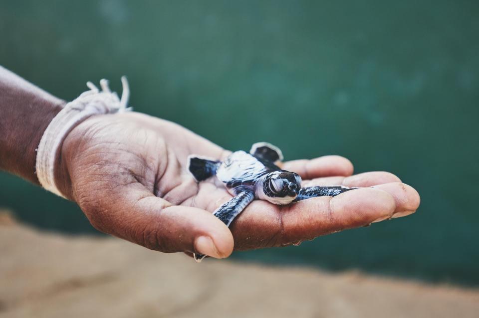  Turtle-y awesome. A rescue turtle is held up when only one day on