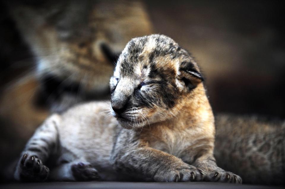  PRIDE OF JOY  . . . lion cub stays close to its mum as it has a rest