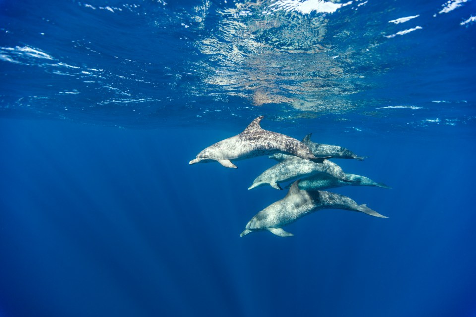 Watch both whales and dolphins in New Jersey by boat