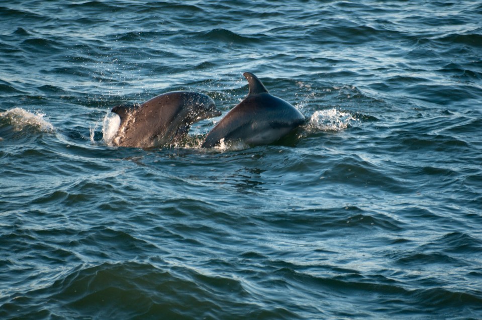 Watch dolphins during a boat cruise in Alabama