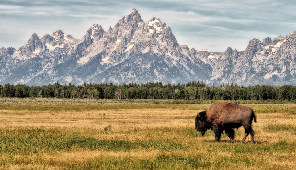 Take a safari through Wyoming to learn about the local animals