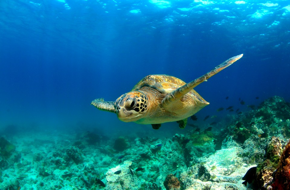 The lucky intern will just need to look after sea turtles for two weeks