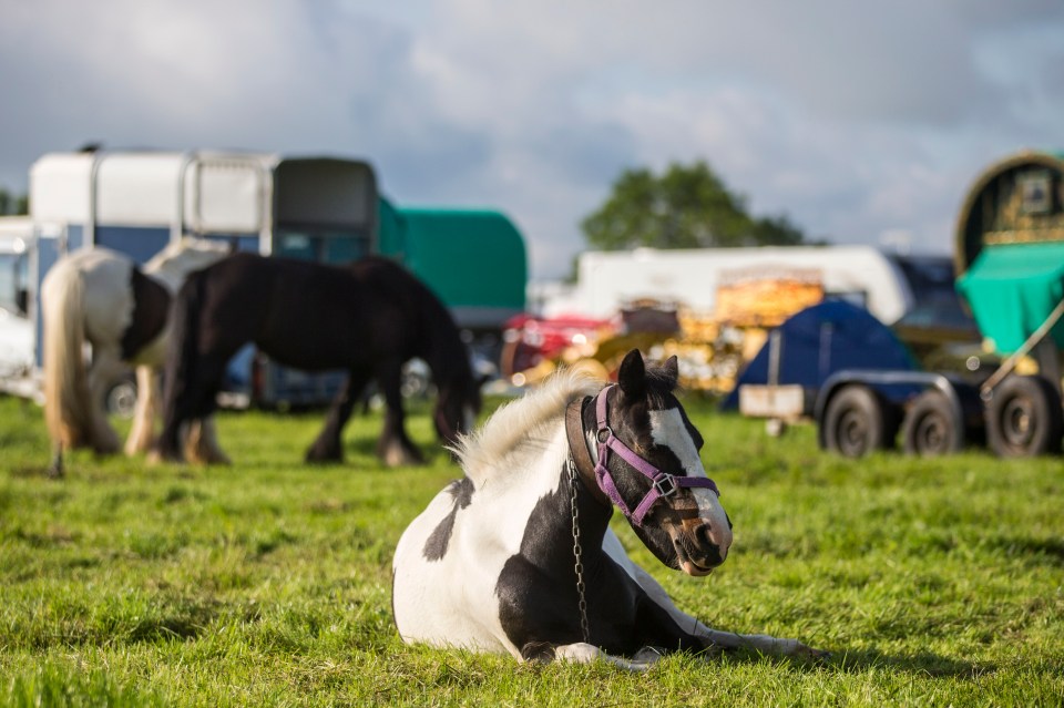  The Appleby Horse Fair is about buying and selling horses