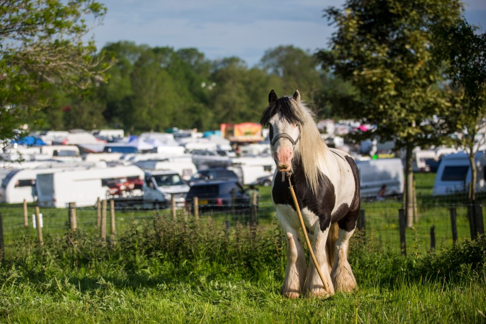  It is a prime spot for buying and selling horses within the gypsy community, but is seen as an opportunity for travellers to socialise and have fun