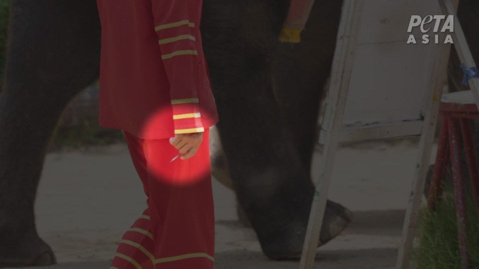  The zookeeper is spotted holding a sharp spike in his hand