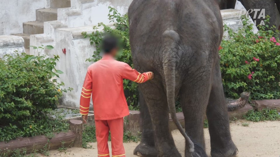  The zookeeper is seen poking the poor elephant with a sharp spike