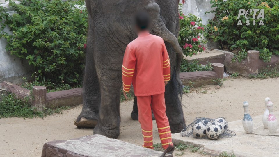  The elephant is paraded around for entertainment