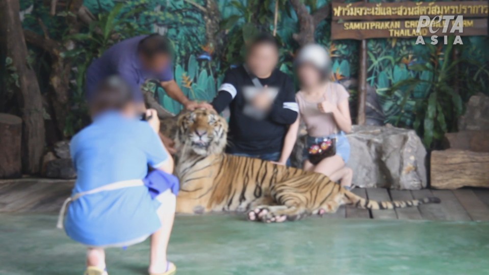  Huge tiger is forced to pose for pics with tourists