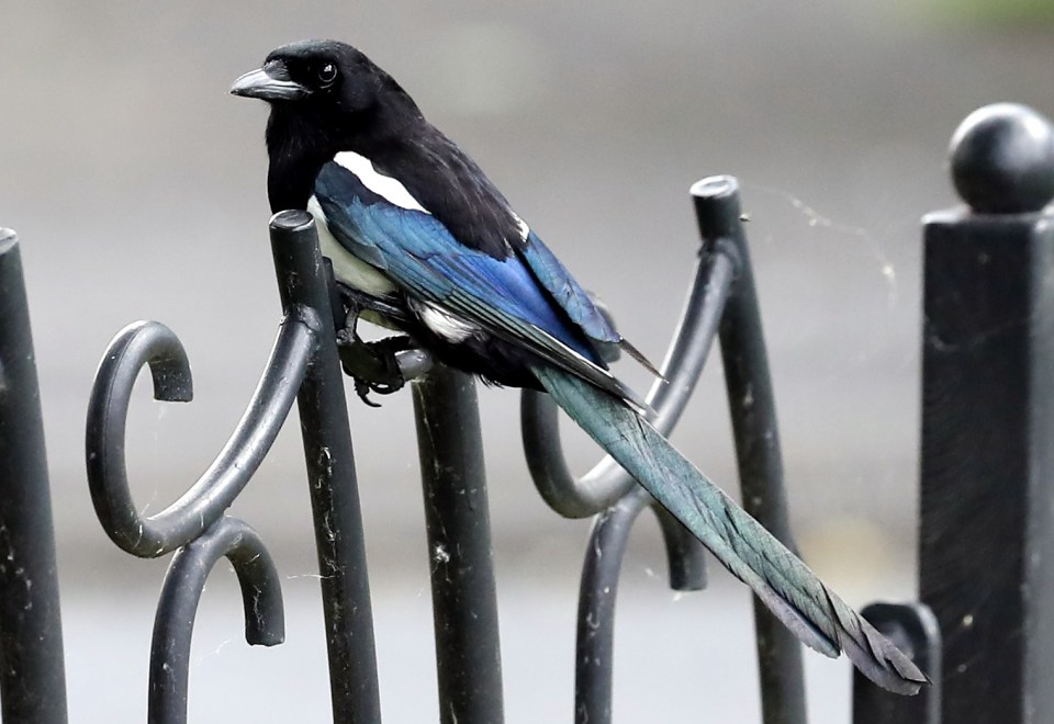 The magpie had managed to fly off with the 2lb frozen bird