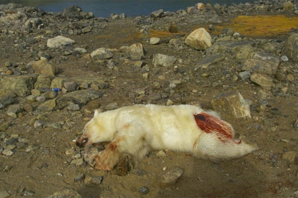  The polar bear was shot dead after the attack