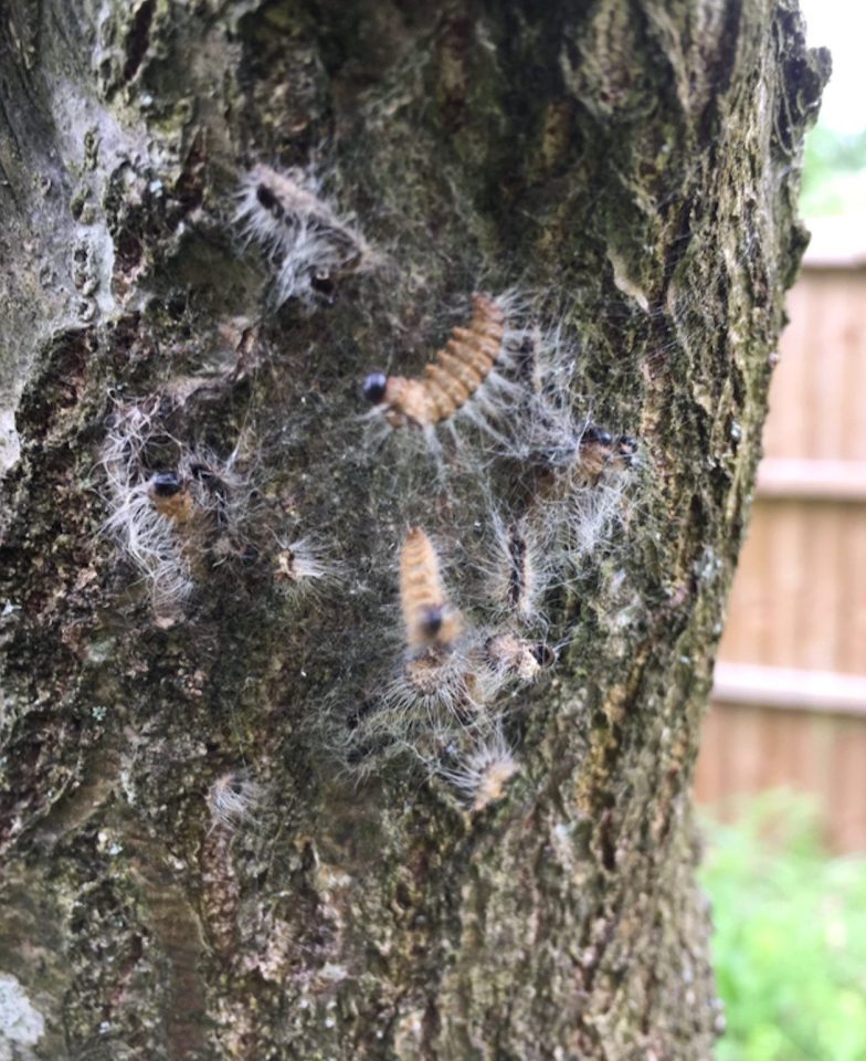  The caterpillars build their nests in oak trees