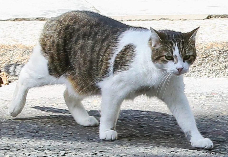  Larry the cat is currently living in Downing Street