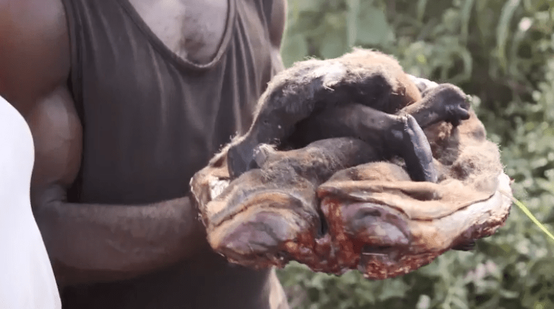  The monkey is killed and prepared in a stew