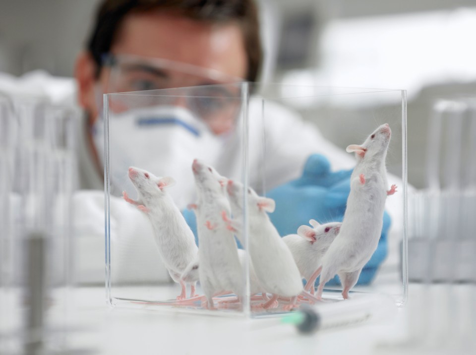  70 per cent of mice in the tests came out cancer-free