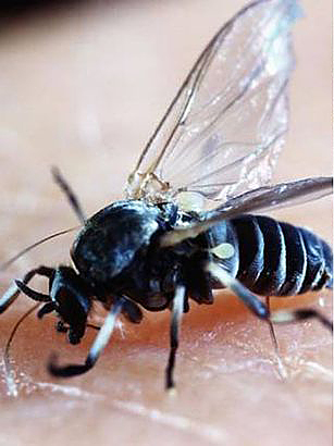 A Blandford fly travel low to the ground