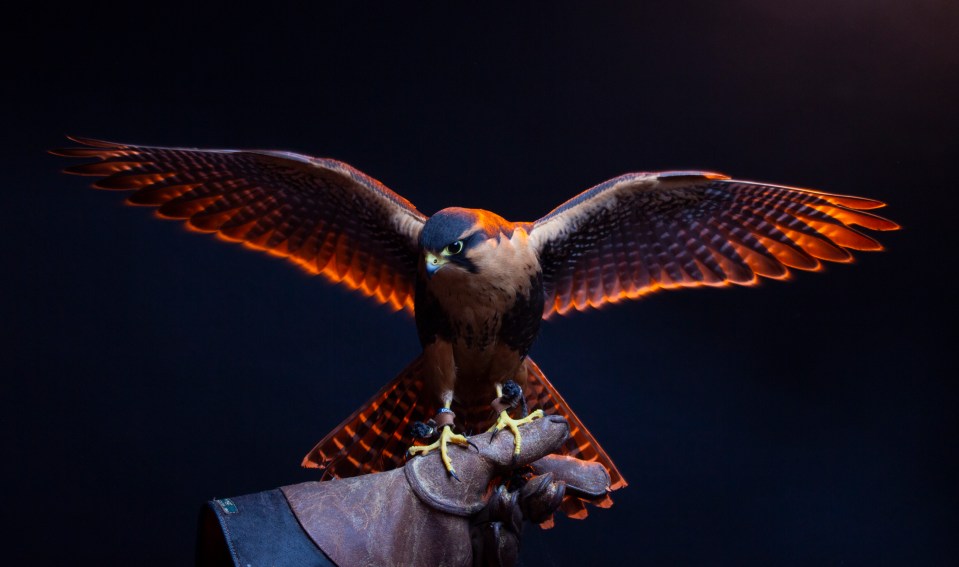  'Majestic Falcon’: an orange glow lights up this falcon’s wings in London, giving Zsofia Ivanics' photo a magical look