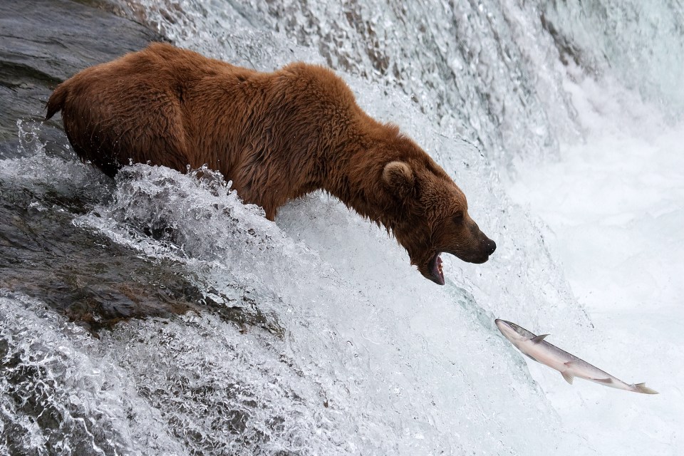  ‘Bear Fishing’ – a famished bear lunges for its prey in Alaska in this shot by Francesco Rizzato