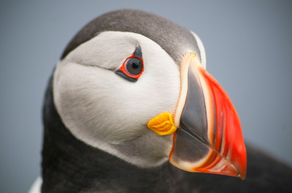  Elzbieta Dzimitko takes an interesting 'puffin portrait' on a misty day in Latrabjarg, Iceland