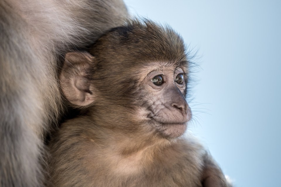  'Baby Barbary Macaque’ – a cute monkey looks into the distance from the safety of its mum’s arms in this photo by Renaud Lalluque