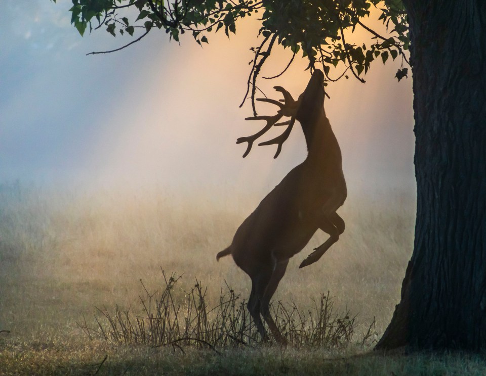  Outlined in the mist is an early morning snacker – a red stag captured by David Preece