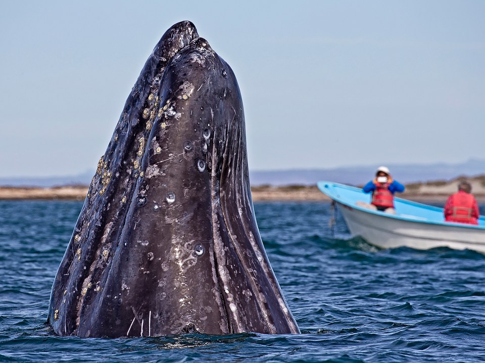  He's Behind You! Irene Waring captures a breaching humpback whale