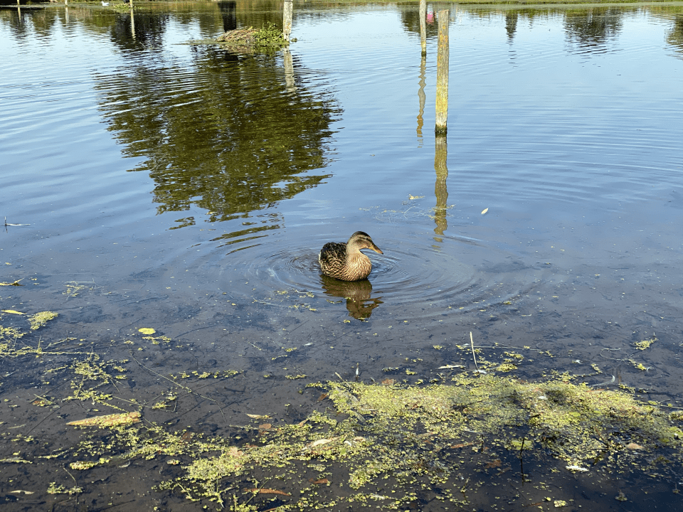 iPhone 11 Pro review camera samples