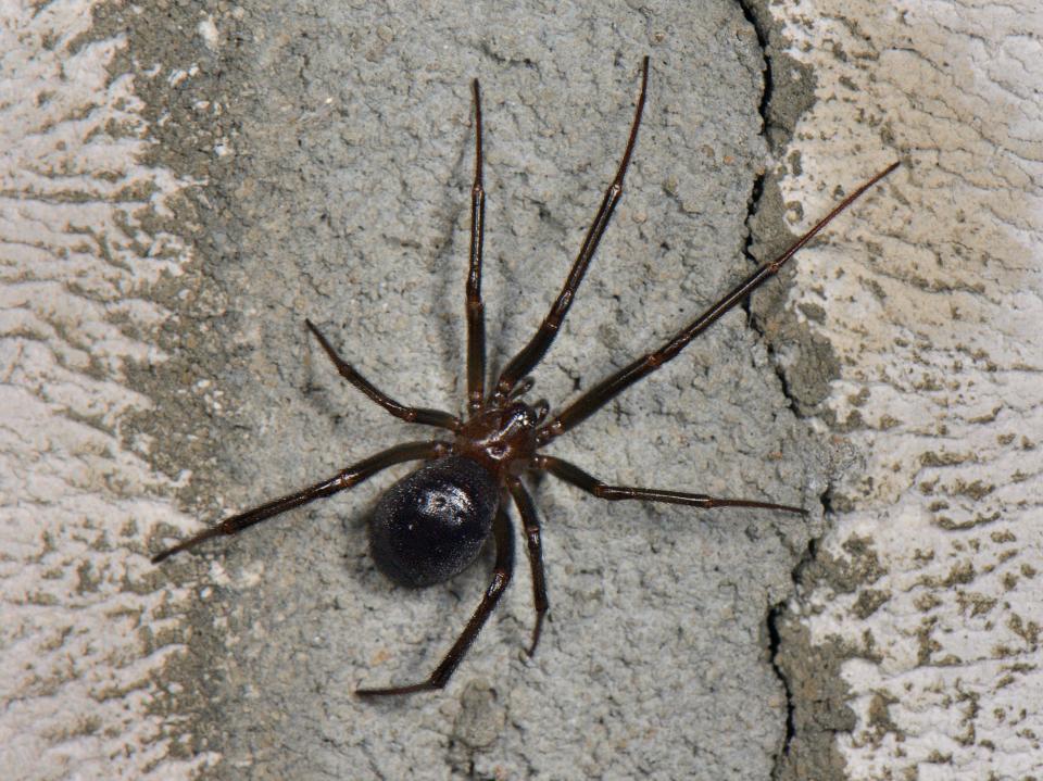  The mum-of-two said their home in Norwich was infested by the creatures
