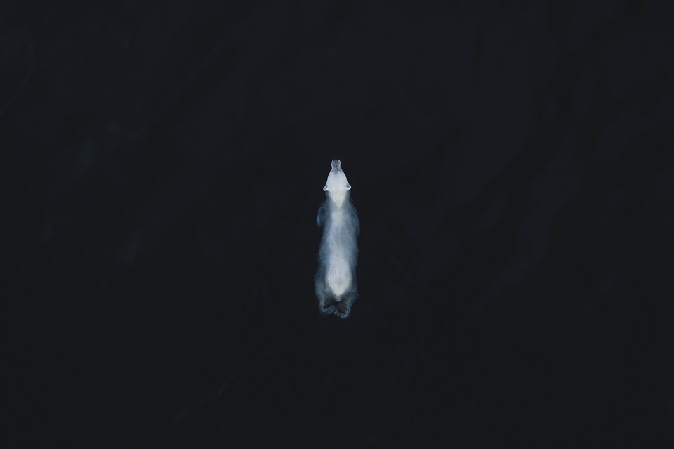 First prize in the wildlife category is this image of a polar bear in Svalbard, Norway