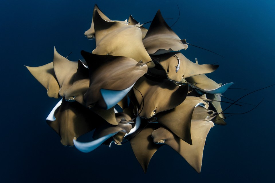 Third place in the water category is this images showing rays in Ningaloo Reef, Western Australia