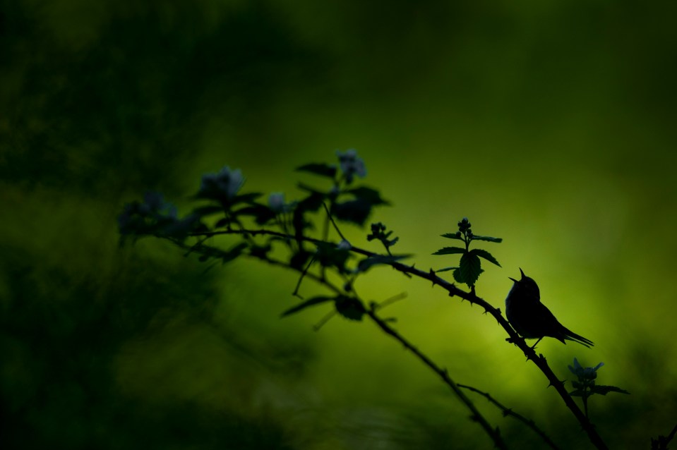 A Chestnut-sided Warbler sings out while silhouetted against the bright forest in the background