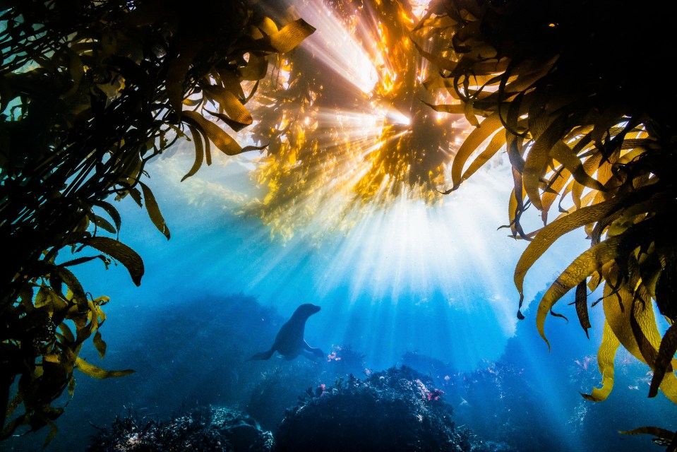 The Grand Prize winner in The Nature Conservancy's 2019 Photo Contest 