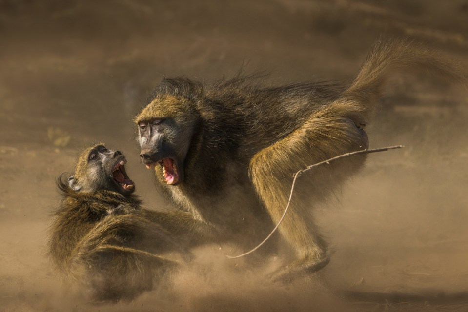 José David Altamirano González from Costa Rica gets an honorable mention in the wildlife category for this thrilling image of baboons in Botswana