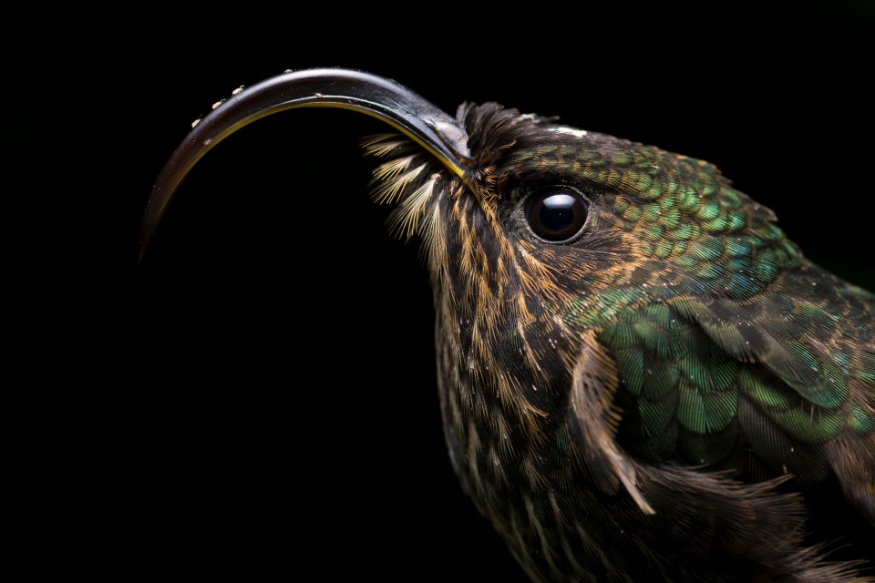 A White-Tipped Sicklebill stand completely still as hummingbirds lower their metabolism during night time to avoid starvation