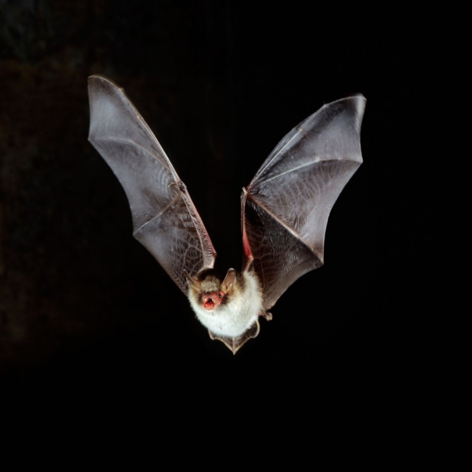  Filming had to be halted because of the bats 'swooping down like seagulls'