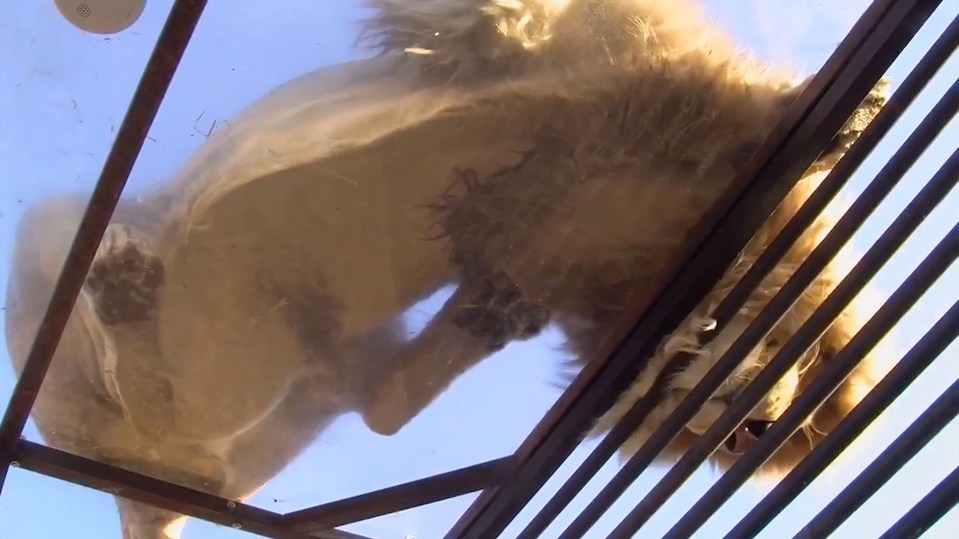  The charity said money generated will help feed the lions and maintain the facilities