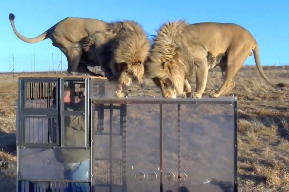  Lions clamber on the perspex box and peer down at the human inside