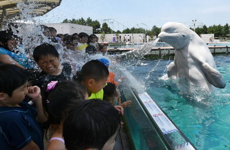  They're having a whale of a time