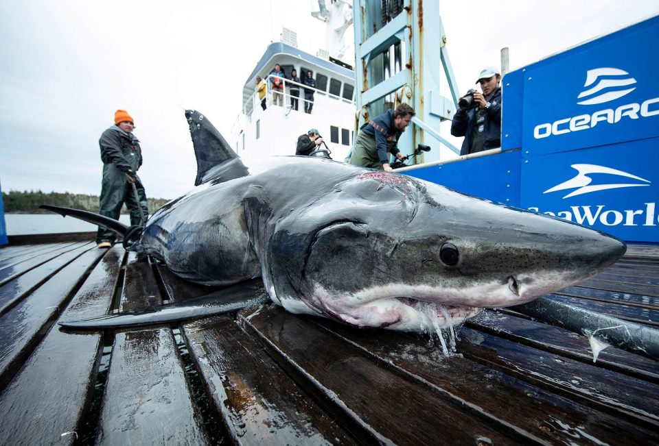  Vimy the shark was caught by researchers off the coast of Nova Scotia