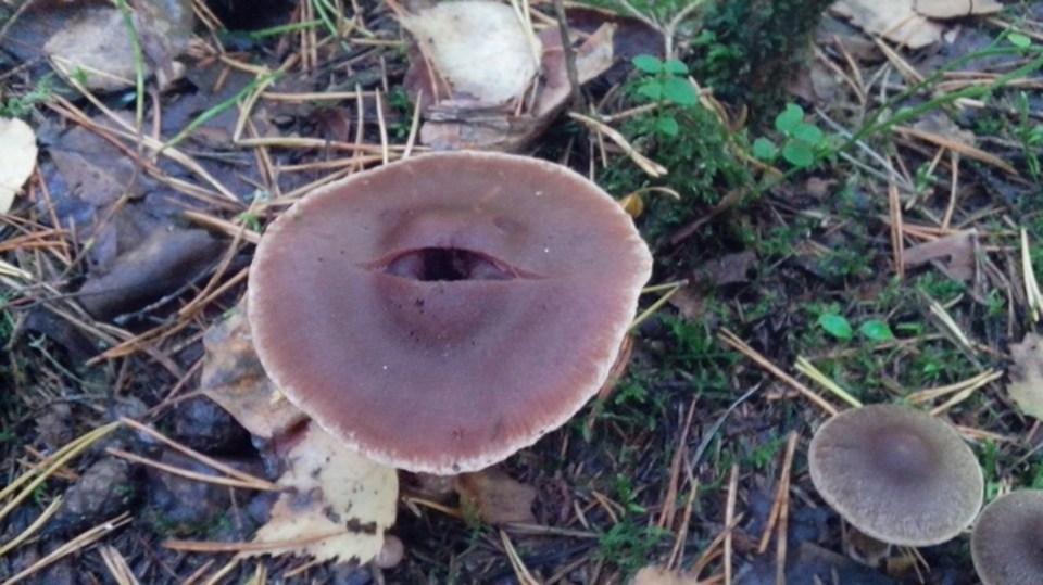 A spooky mushroom appears to have grown an eye on top