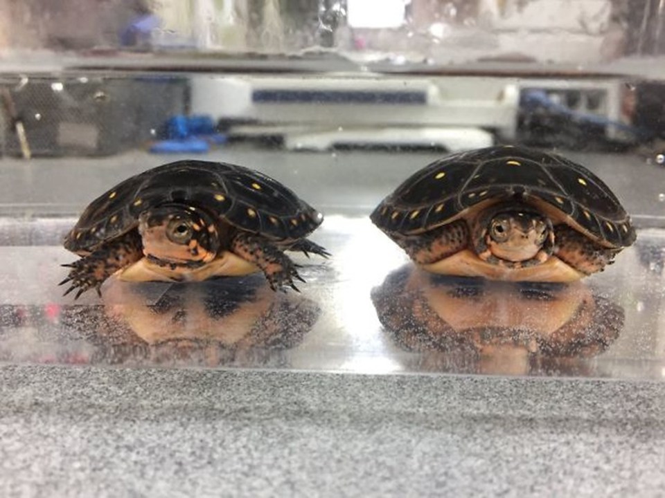 Freaky faces can be seen reflected on the bench surface courtesy of these cute turtles