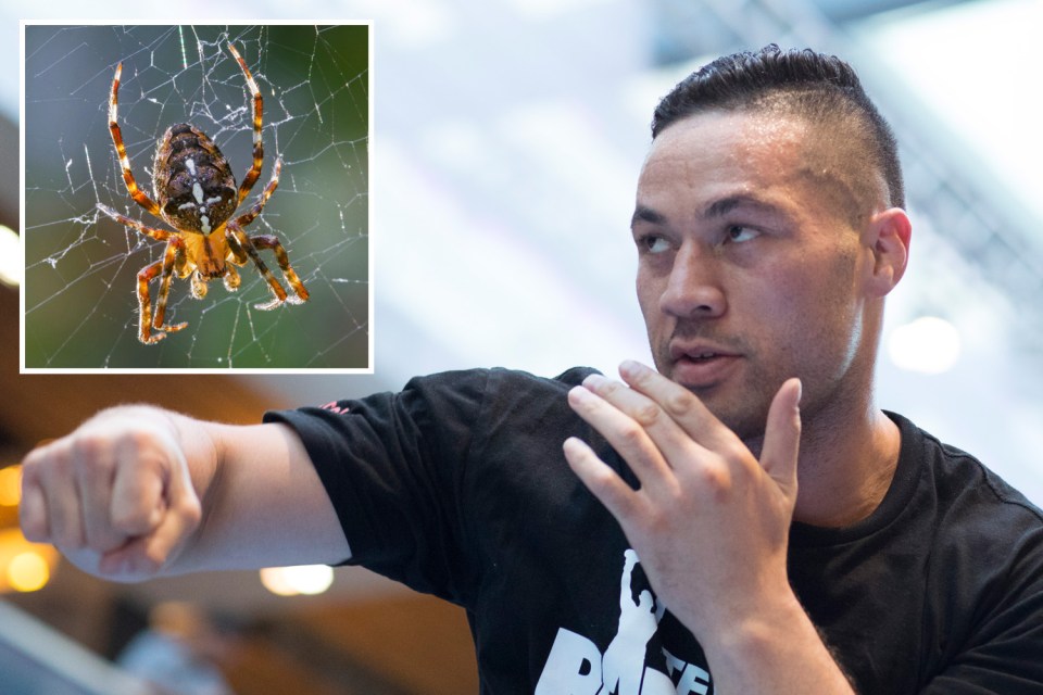  Joseph Parker's team claim a spider bite caused his mystery illness
