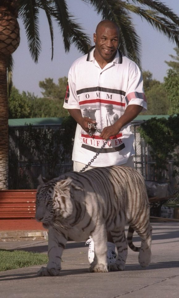  Mike Tyson has spoken of the love he had for his white tiger Kenya