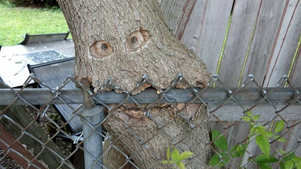 Forget about all bark and no bite - this tree appears to be chomping into a fence