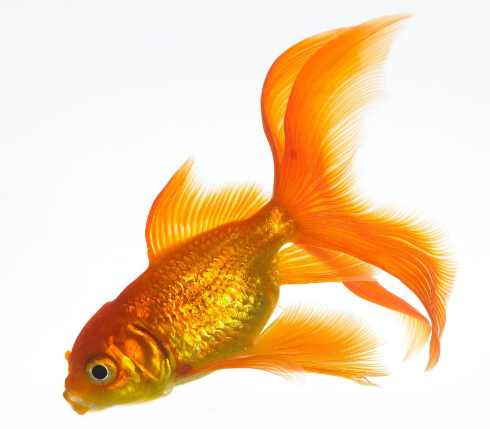  A goldfish could have done better than Corbyn