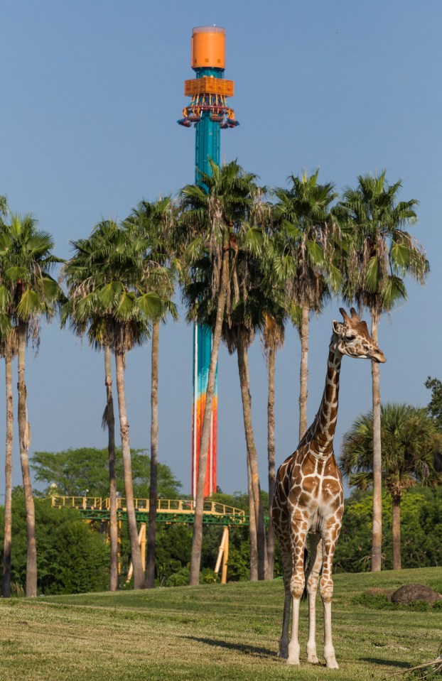Get up close to giraffes on a jeep tour through Busch Gardens