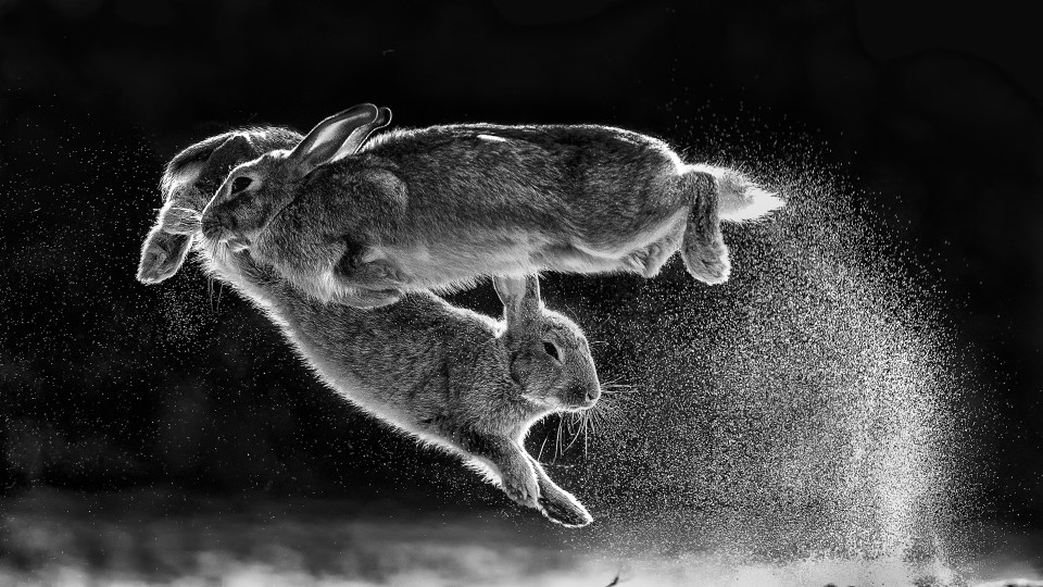  The overall winning photograph by Csaba Daróczi of two rabbits jumping