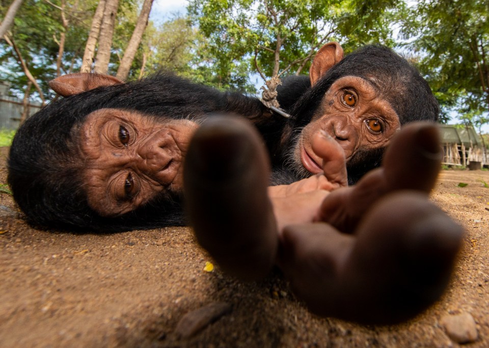  Tom Svensson's Help Us shows to chimps monkeying around and was a finalist in the 'Man and Nature' category