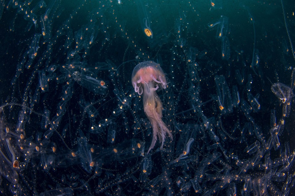  Dominico Tripodi was runner-up in the 'Underwater' category with his image of life in the deep ocean